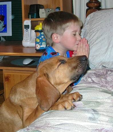 perro-rezando
