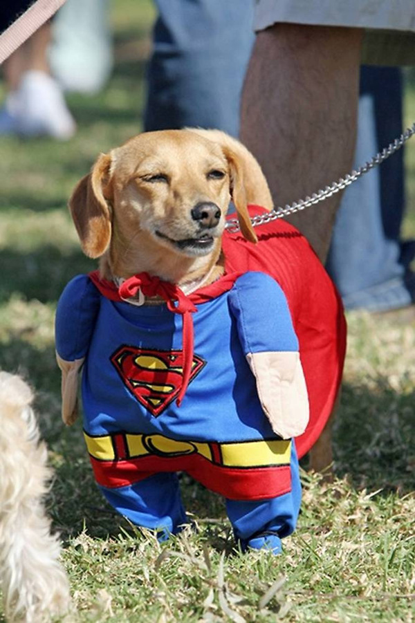 perro-superman