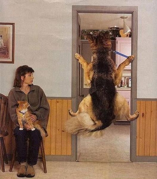 perro-veterinario