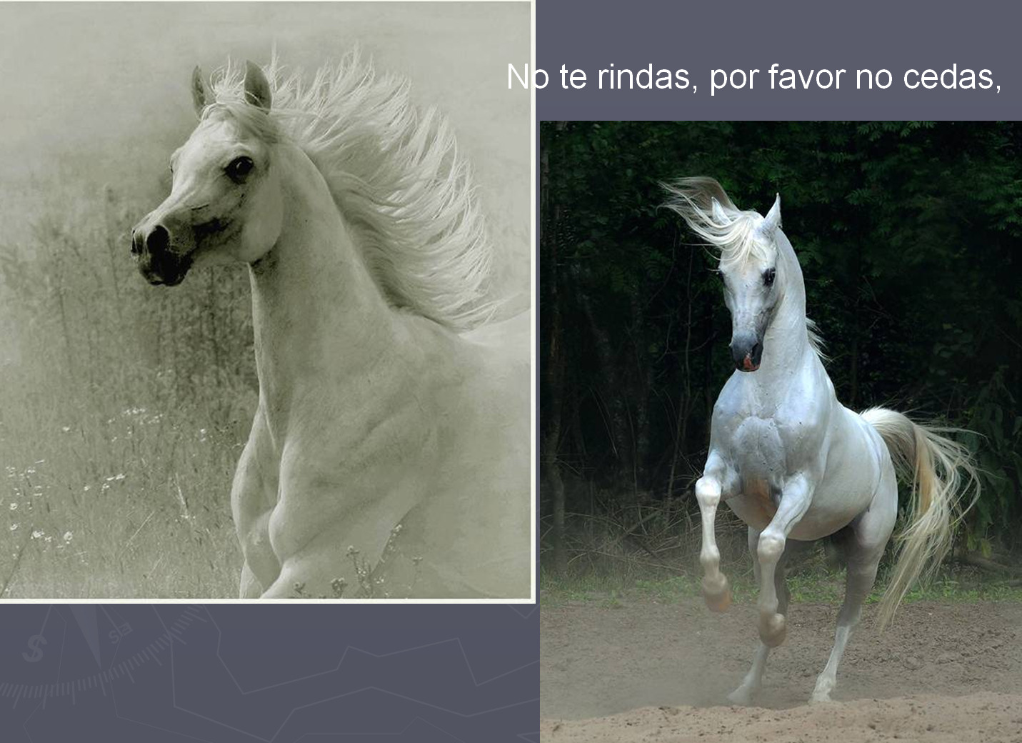 caballos-verso