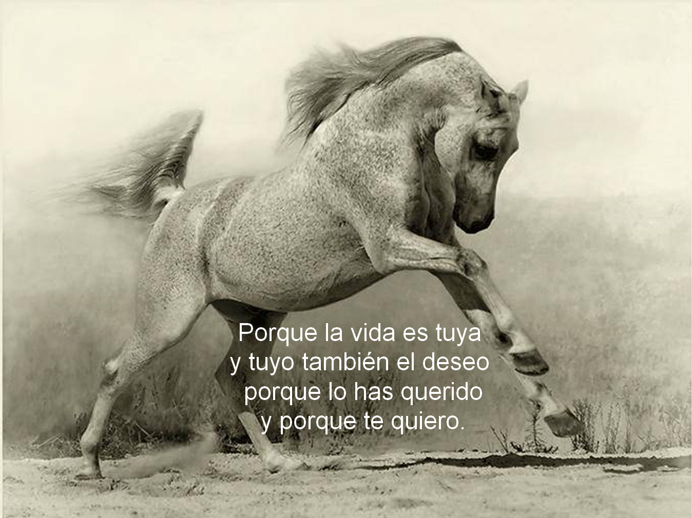 caballos-verso