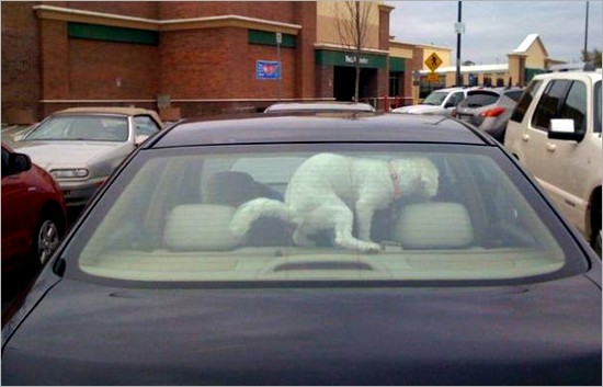 perro-caca-coche.jpg