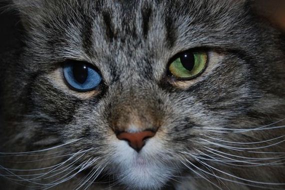 gatos-heterocromia
