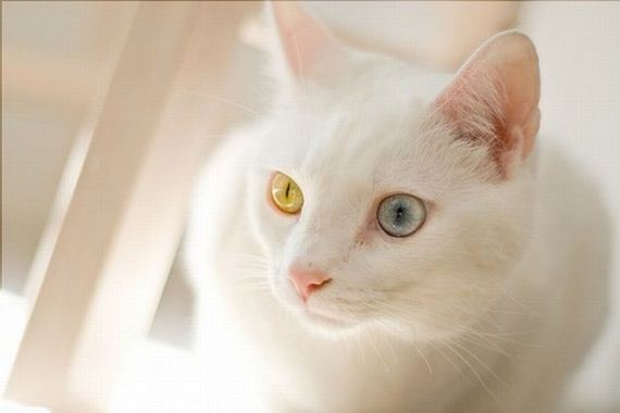 gatos heterocromia