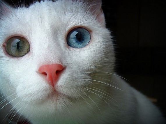 gatos heterocromia