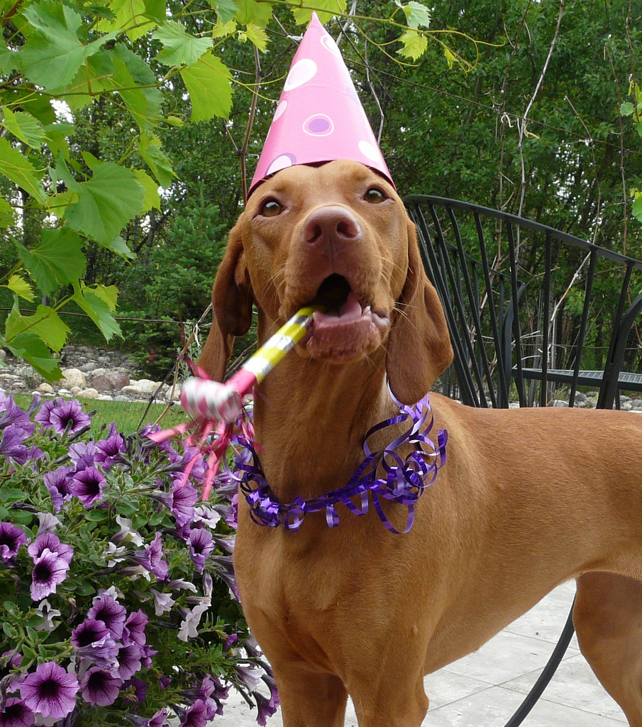 Собака празднует. Венгерская выжла. Праздничная собака. Собака с праздником. День рождения собаки.