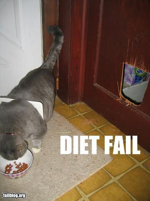 gato-dieta