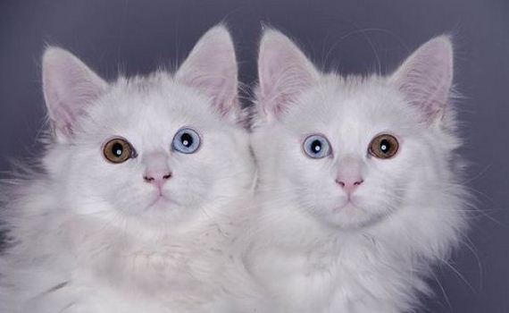 gatos-diferentes-colores-ojos