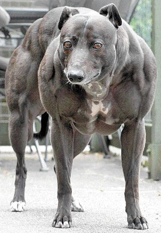 perro-musculoso