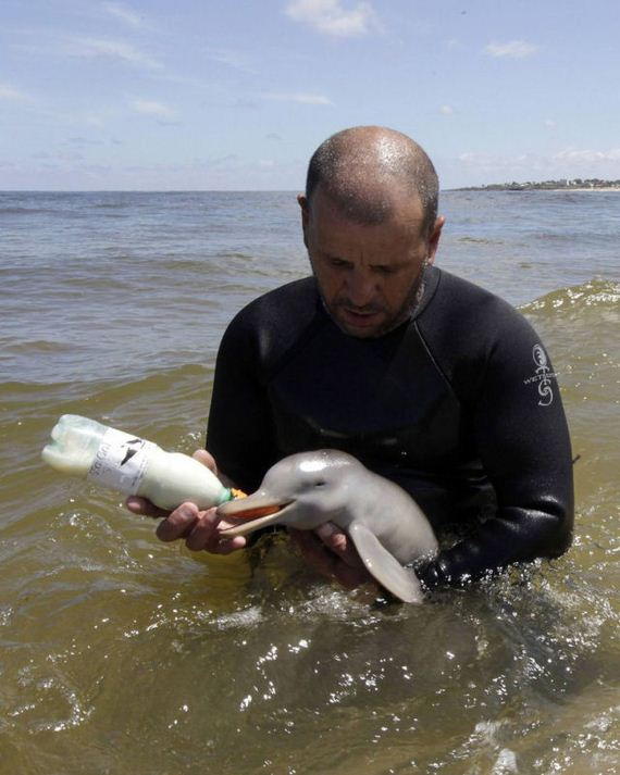 delfin-bebe