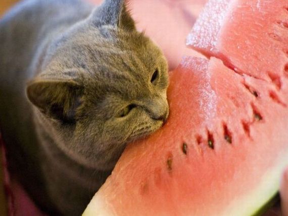 gato-sandia