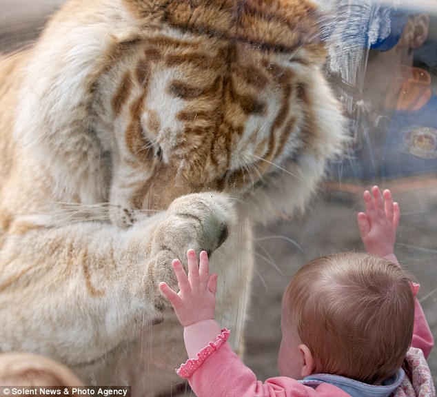 tigre-bebe