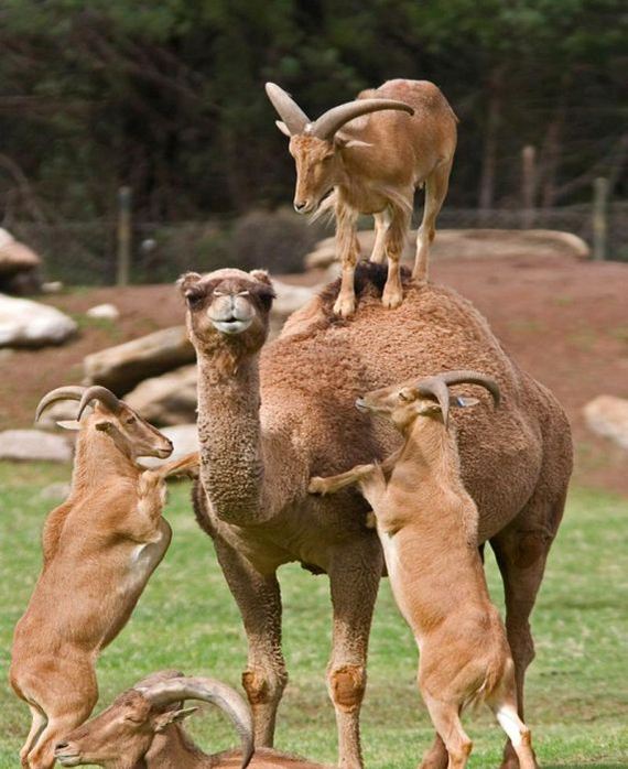 cabras-camello