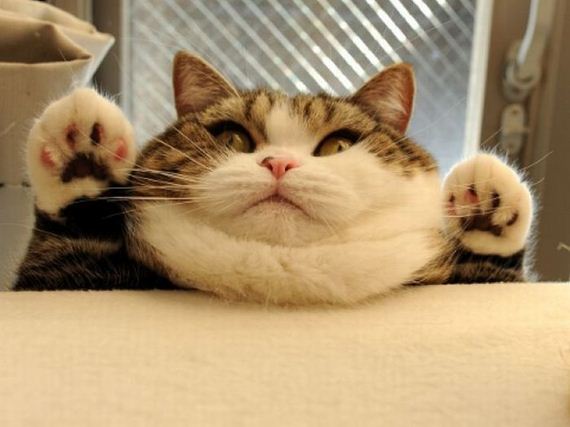 gato-gordo