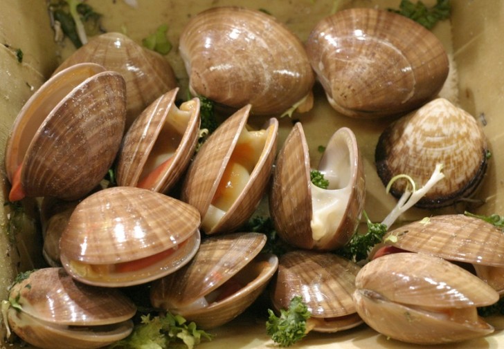 almejas molusco casqueria clams