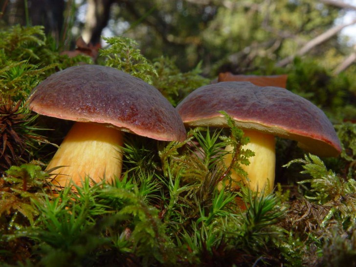 boletus badius setas hongos