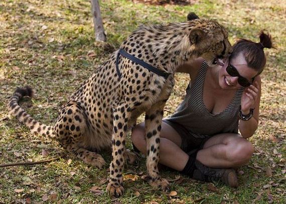 leopardo amiga