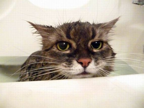 baño-gato-1