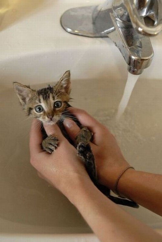 baño-gato