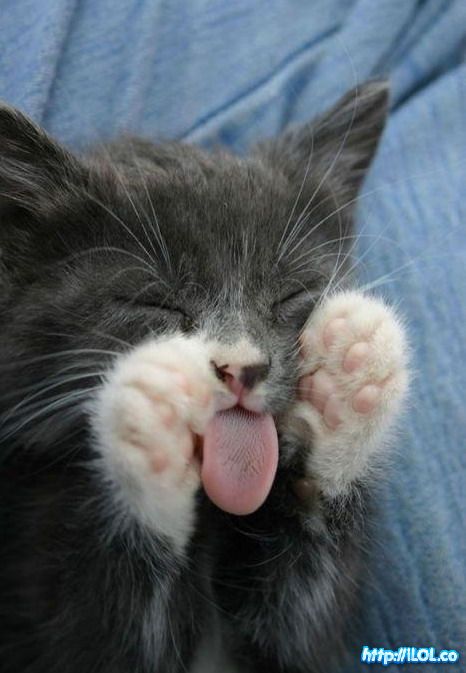 gato-lengua