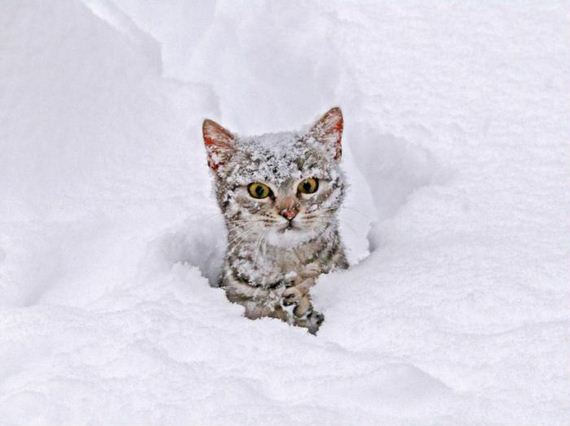 gato-nieve