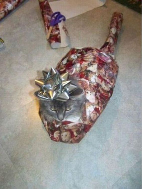 gato-regalo