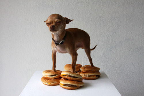 perro-hamburguesa