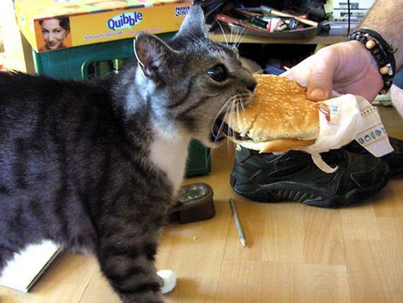 gato-hamburguesa