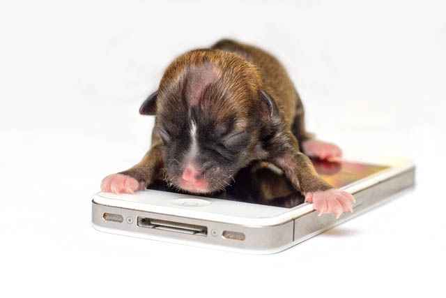 Handout photo shows Beyonce, possibly the world's smallest dog, on an iPhone