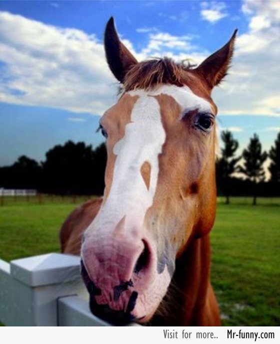 caballo-imagen