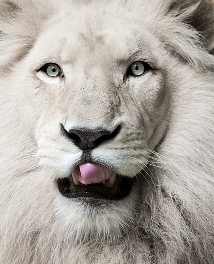 leon-blanco