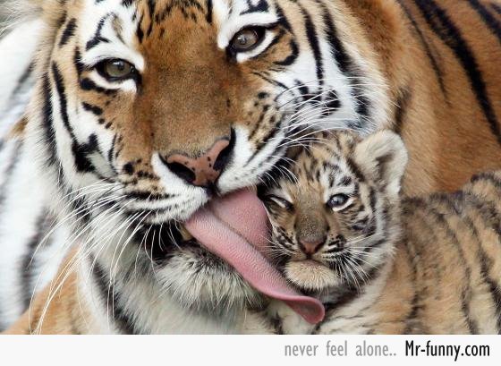 mama-tigre-f