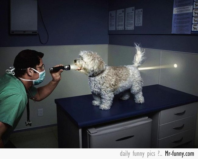 perro-veterinario-f