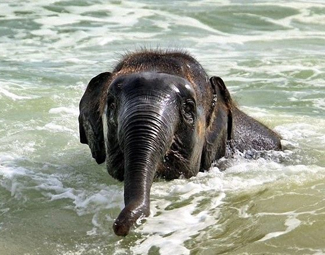 elefante-jugando-playa1