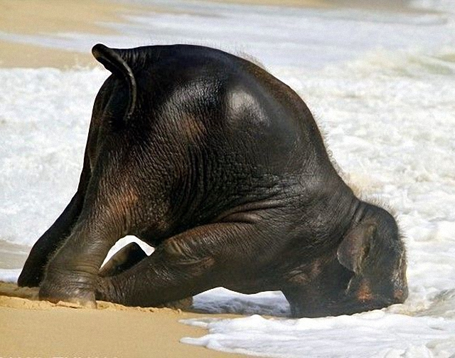 elefante-jugando-playa2