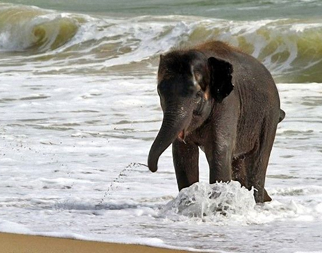 elefante-jugando-playa3