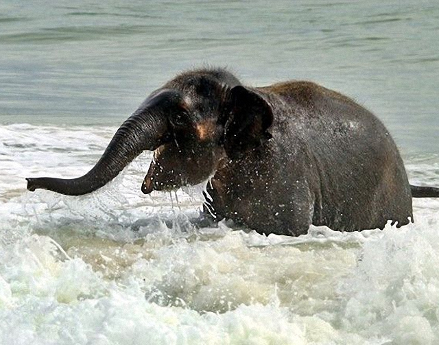 elefante-jugando-playa4