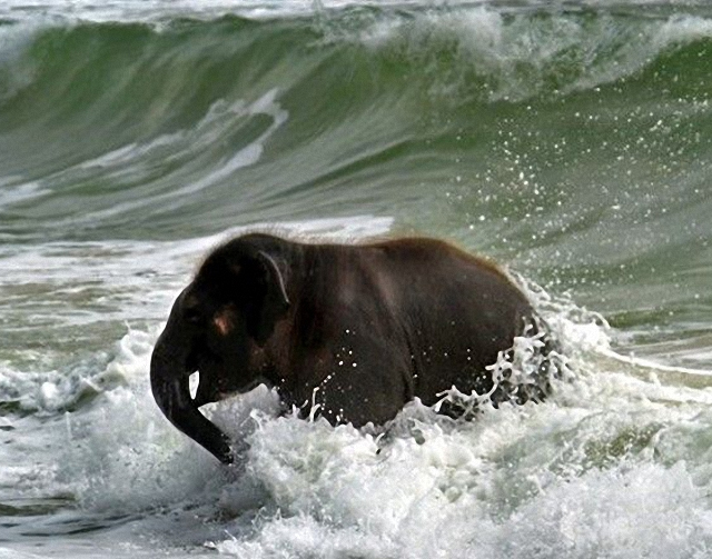 elefante-jugando-playa6