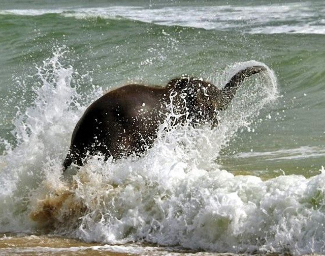 elefante-jugando-playa7