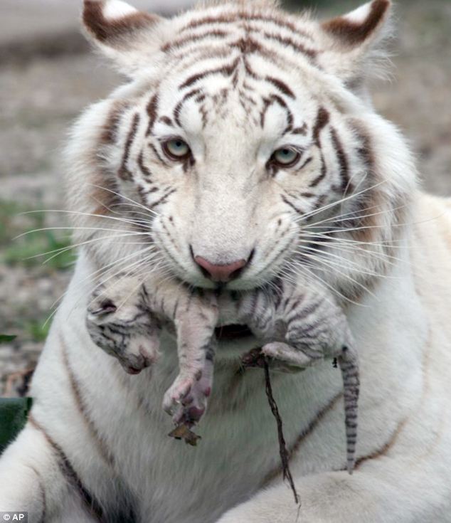 mama-tigre