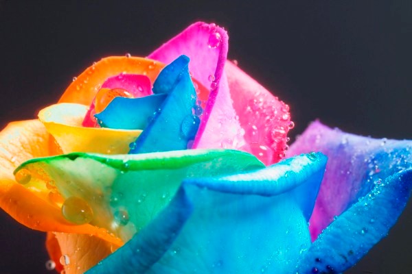 rosas-arcoiris-8