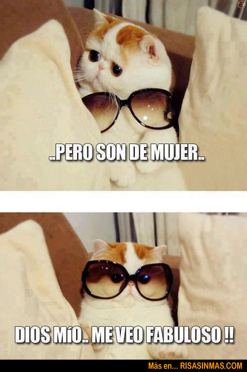 gato-con-gafas-fabuloso