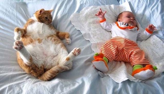 i_babies_and_cats