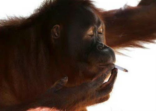 orangutan_-Tori2