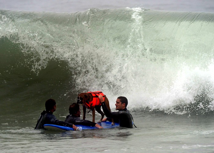 surf-dog-competition_full