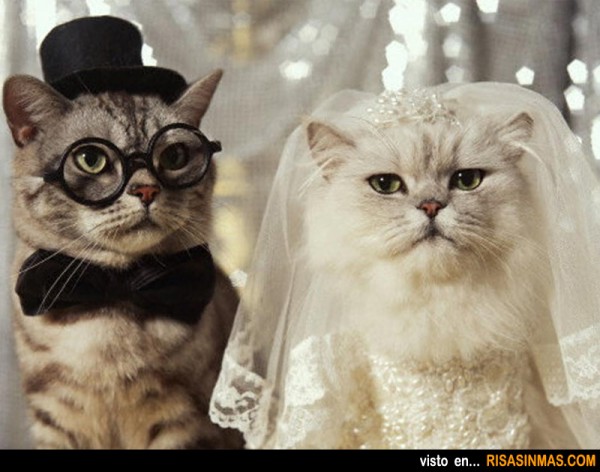 gatos-recien-casados