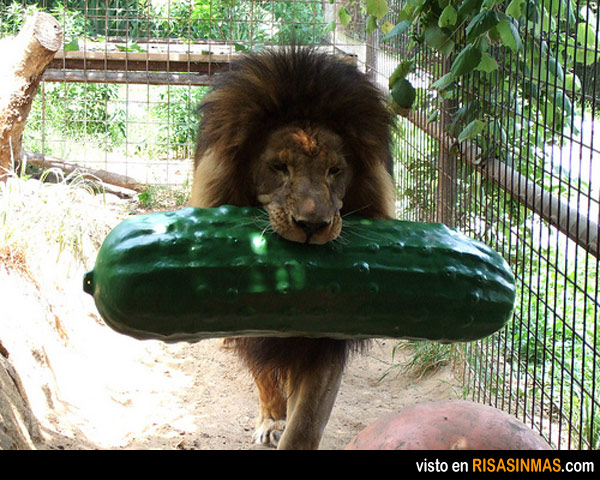 leon-vegetariano