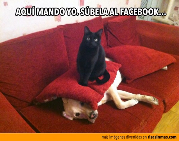 gato-facebook