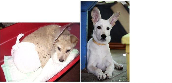 perros-abandonados-antes-despues-adopcion-01