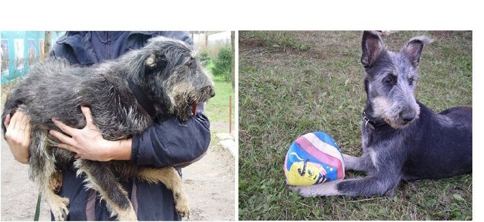 perros-abandonados-antes-despues-adopcion-05